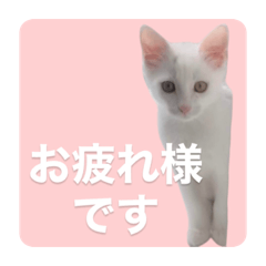 Polite Bella-chan ver.1