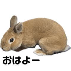 CHIAKI_20260131074719