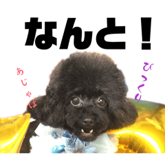 yukichi_20260131075612