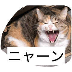 Kinokomen_20260131083559