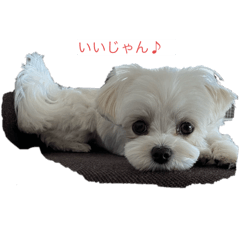 rurumama_20260131090604