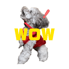 KINGTACO_20260131091807