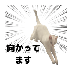 Polite Bella-chan ver.2