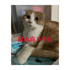 Tohoho_20260131105204