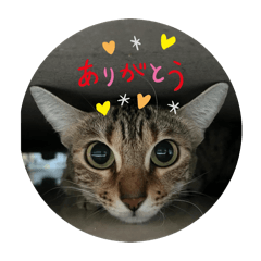 chi-po_20260131110200