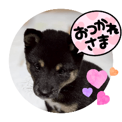 chikuwa_20260130223851