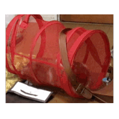 Gatsu_20260131163214