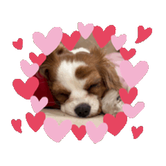 hapitan_20260131202308