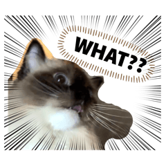 萊恩與奎妮貓貓1