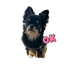 kitty_20260131134648