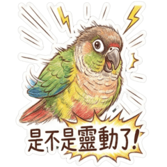 小太陽鸚鵡 之 眼神很靈動