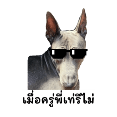 Lambo doggo (Renewed)