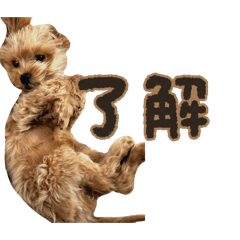 Nanohana_20260131135712