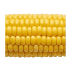 超美味玉米的一生