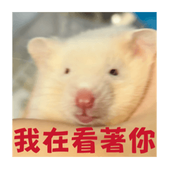 勞鼠園之糯米、米蓋爾