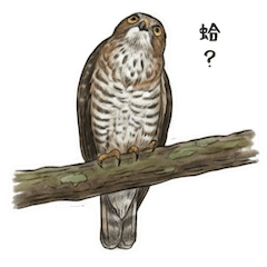 臺灣野生動物（鳥類）