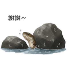 臺灣野生動物（哺乳類 兩爬）