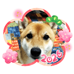 wagako_20260131164934