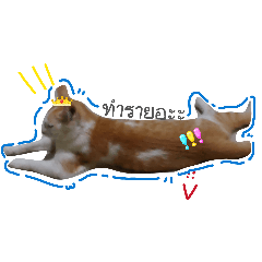 caramel king_20260131135658