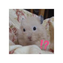 kinaco_20260131174054