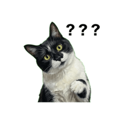 tomo tomo_20260131171320