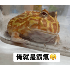 蛙蛙的日常生活～