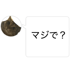 wataru_20260131192252