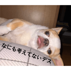 unidesu_20260131175004