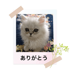 CHERRY_20260131202609