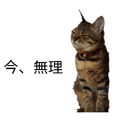 akitom1017_20260131202647