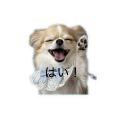 hosibudou_20260131202514