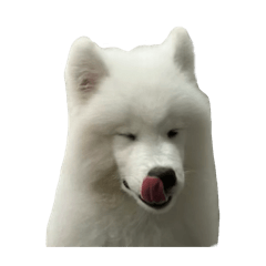 nemojj_20260131200957