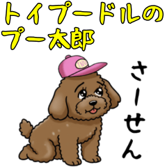 Sweet  Lovely Toy Poodle