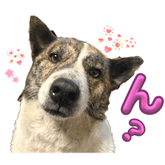 hana0515_20260131191428