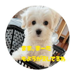 inasako_20260131204934