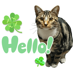 minnie_20260131210033