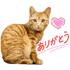 hamumaru_20260131211848