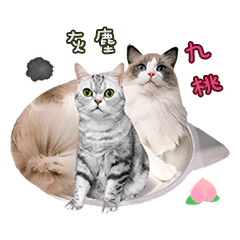 Ragdoll Cat &American Shorthair Cat-Love
