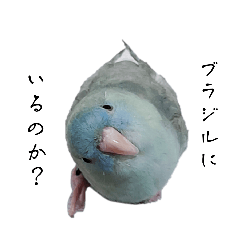 satomo_20260131213457