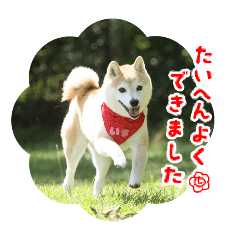 osakana_20260131213325