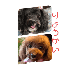 kaka&pe&pa_20260131214929