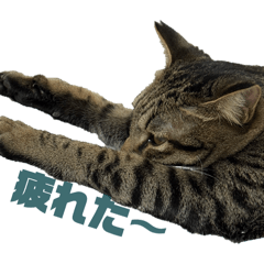 soruen_20260131220053