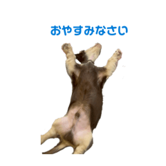 chacha28_20260131220359