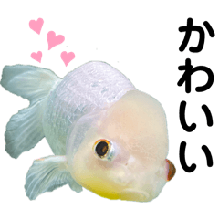 ponsuke_20260131215231