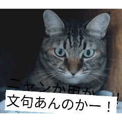 chiaki_20260131205129