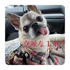 malokoji_20260130222754