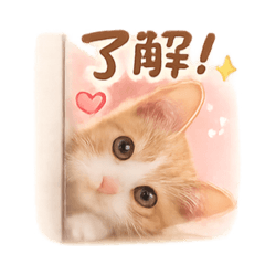 Katuya_20260131231926