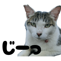 shushushu1_20260131232314