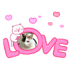 hiyoko_20260131234337