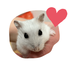 Shiro chan ninja mode